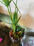小老樁龍根石菖蒲苗盆栽水培過(guò)濾假山吸水石花卉盆景造型室內客廳 1盆小老樁龍根石菖蒲帶2個(gè)龍根(也叫水菖蒲) 曬單實(shí)拍圖