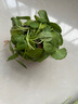 銅錢(qián)草水培植物辦公室桌面盆栽金錢(qián)草花卉室內水養綠植 大葉銅錢(qián)草一盆 曬單實(shí)拍圖