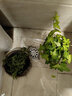 傾顏口紅盆栽金邊室內(nèi)陽臺(tái)垂吊綠植 常青藤太陽花牡丹綠蘿花卉 情人淚吊蘭 （塑料原盆原土發(fā)貨） 含盆 曬單實(shí)拍圖