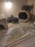 寵麗安蘆丁雞專(zhuān)用屋籠子大號專(zhuān)用飼養箱全套育雛箱別墅造景多用恒溫箱 50*30*30天窗尊享套餐3-5只 曬單實(shí)拍圖