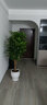 仙植緣【同城】幸福樹(shù)綠寶客廳大盆栽室內植物大顆凈化空氣綠植 單桿綠寶幸福樹(shù)（白瓷盆）約1.6m 曬單實(shí)拍圖