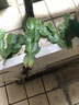 旭力蟹爪蘭大苗帶根發(fā)貨盆栽蟹爪蘭花苗 蟹爪蘭盆景蟹爪花蘭當(dāng)年開花 舞女孩 曬單實(shí)拍圖