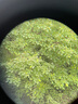 艾斯基（Eyeskey）新品巡天升級(jí)款平場(chǎng)ED雙筒望遠(yuǎn)鏡高倍高清微光夜視觀景鳥(niǎo)尋蜂馬蜂 巡天升級(jí)版平場(chǎng)10X42ED 曬單實(shí)拍圖