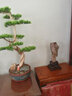 詩(shī)華歌迪鎮開(kāi)業(yè)商務(wù)招緬甸樹(shù)化玉奇石收藏木化石天然原石擺件硅化木石頭 款式9 寬25厚17高59凈重30斤 曬單實(shí)拍圖