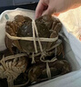 【禮券】蟹捕頭大閘蟹禮券禮品卡水產(chǎn)提貨券螃蟹卡券蟹券提貨卡 1588型 公蟹3.5兩+母蟹3.0兩 4對(duì)8只裝 曬單實(shí)拍圖