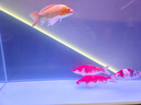 海童錦鯉飼料魚食金魚專用魚飼料蝴蝶鯉魚糧增色增艷增體增肥上浮魚糧 育成6#500g(適合25cm以上錦鯉) 曬單實拍圖