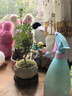 幼薇清香胡椒木盆栽辦公室驅蚊綠植盆景迷你室內桌面小盆景四季好養(yǎng) 胡椒木+蓮花陶瓷盆+圓形底盤 帶盆栽好 曬單實拍圖
