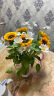 盛世泰堡 向日葵仿真花束假花花艺摆件太阳花手捧花绢花拍照道具5支装  实拍图
