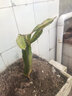 柏農火龍果苗果樹(shù)苗陽(yáng)臺庭院盆栽地栽紅心紅肉火龍果南北方適宜種植6 紅水晶 6年苗(當年結果5個(gè)左右) 曬單實(shí)拍圖