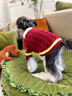 ISPET寵物衣服秋冬裝毛衣泰迪比熊小型犬柴犬西高地長毛領開衫毛衣 藍色 L 建議體重10-16斤 曬單實拍圖