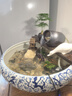 淺池庭院生態(tài)缸造景套餐古法養(yǎng)魚循環(huán)流水陶罐魚缸裝飾品增氧DIY配件 中號陶罐/贈濾棉/軟管 曬單實拍圖