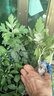 艾草 新鮮蘄艾葉 苗四季種苗野生艾葉草  現挖 大艾草根苗 大艾草高30-40CM 一顆帶根 不含盆 曬單實(shí)拍圖