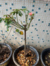 歐悟四季開(kāi)花樹(shù)狀月季花苗庭院別墅陽(yáng)臺盆栽地栽薔薇花苗花卉老樁歐月 鉆石玫瑰紅1.5厘米粗 帶原土發(fā)貨 曬單實(shí)拍圖