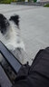 petlimit寵物易拉得P鏈P字繩訓(xùn)犬用品狗狗牽引繩遛狗鏈子外出防爆沖一體鏈 棕色(帶萬向環(huán)) S-直徑0.6，長150cm 曬單實拍圖