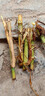 萌蘊（MengYun）無(wú)毛甜象草3號新型皇竹草種節四季高產(chǎn)牧草牛羊多年生耐寒巨菌草 甜象草3號【500節】 曬單實(shí)拍圖