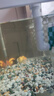 金魚(yú)（Jinyu）【精品高質(zhì)】蘭壽金魚(yú)淡水錦鯉觀(guān)賞魚(yú)國粹耐活好養 蘭壽3條6-7CM【顏色隨機】 曬單實(shí)拍圖