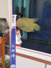 GW光威2#伊豆魚(yú)鉤臺釣子線(xiàn)仕掛雙鉤袖鉤釣魚(yú)漁具有倒刺金袖50CM加長(cháng)手工綁制魚(yú)鉤10付裝2包 曬單實(shí)拍圖