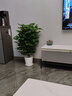 一名花匠幸福樹(shù)盆栽大型植物室內客廳辦公室凈化空氣綠植發(fā)財樹(shù)盆栽 從生幸福樹(shù)1.1-1.2米 含盆 曬單實(shí)拍圖