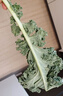 羽衣甘藍新鮮生鮮蔬菜嫩葉甘蘭芥藍西餐沙拉榨汁減肥減脂 羽衣甘藍減脂嘗鮮裝1斤 曬單實(shí)拍圖