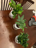 小冤家绿萝盆栽室内花卉绿植绿箩水养花卉盆景桌面办公客厅水培大叶绿色 发财+栀子+绿萝（玻璃瓶） 实拍图