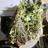 福順德廣東新鮮西洋菜豆瓣菜農家自種綠色蔬菜菜有菜味生態(tài)種植現割種植苗帶老根50株 曬單實(shí)拍圖