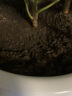 德沃多肥料绿萝专用营养土15L园艺绿植花卉盆栽有机种植土壤养花土种菜土 实拍图