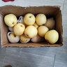 妮姬【JD冷鏈】黃元帥香甜蘋(píng)果水果金帥粉面刮泥黃蕉粉面蘋(píng)果甜粉蘋(píng)果 5斤 曬單實(shí)拍圖