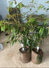 釋迦果苗樹帶果臺灣鳳梨嫁接果樹果苗榴蓮庭院南方種植盆栽地栽苗 牛奶釋迦 四年苗 曬單實拍圖