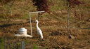 適馬（SIGMA） 150-600mm F5-6.3 DGOS HSM全畫幅防抖打鳥長焦鏡頭C版鏡頭 尼康口 曬單實拍圖