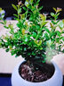 臨雅小葉赤楠老樁盆景客廳辦公室內桌面盆栽耐陰綠植物四季常青微景觀(guān) 小葉赤楠+蓮花陶瓷盆＋復古托盤(pán) 曬單實(shí)拍圖
