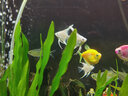 瘋狂水草神仙魚(yú)活體七彩燕魚(yú)熱帶觀(guān)賞魚(yú)淡水水族寵物熱帶耐活魚(yú)苗小型 【12條隨機】精品神仙魚(yú)3cm 曬單實(shí)拍圖