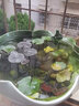 清韻伊人睡蓮種苗荷花盆栽中大型碗蓮蓮花種藕水培水養(yǎng)池塘盆缸荷葉種根 小睡蓮 6個-混色 曬單實拍圖