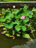 YiNO荷花池除藻神器魚(yú)塘綠水去綠青藍(lán)苔劑生物凈水素不傷蝦室戶(hù)外庭院 300ml 1瓶 【一滴滅苔藻】 曬單實(shí)拍圖