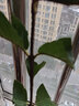 黃忠文番石榴樹(shù)苗珍珠白肉芭樂(lè )苗無(wú)籽紅寶石番石榴苗盆栽地栽帶土帶葉 紅寶石芭樂(lè )2年苗（高20-30cm） 曬單實(shí)拍圖