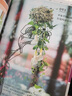 300個(gè)打動(dòng)人心的花藝配色提案：超人氣花束與花禮設(shè)計(jì) 曬單實(shí)拍圖