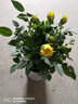 菜友迷你玫瑰花苗盆栽花卉室內植物陽(yáng)臺花卉月季花苗盆栽帶盆載好開(kāi)花 黃色 曬單實(shí)拍圖