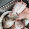 釣嗨尼 天平釣組海釣彎刀釣魚加粗不銹鋼深海南油船釣黃雞章紅石斑專用 2.5MM半月天平-50CM（單根）-適合近深海 曬單實拍圖