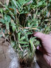 御春閣40顆裝陽(yáng)臺盆栽竹子 觀(guān)賞竹 小竹苗 米竹擺放綠植盆栽花卉 不含盆 一盆米竹40顆左右高度30-40厘米 曬單實(shí)拍圖