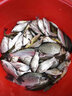 福翼金袖魚鉤綁好的子線雙鉤成品短子線防纏繞袖鉤全套鯽魚鉤 金袖6號鉤-0.8號線-50cm20付/盒 有刺 曬單實拍圖