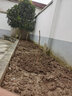 子豪緣庭院果樹(shù) 嫁接棗子苗 紅棗樹(shù)苗 新疆和田玉棗樹(shù)苗當年結果好成活 五年結果苗 30cm(含)-140cm(含) 曬單實(shí)拍圖