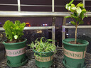 御卉閣 蟹爪蘭盆栽花苗綠植花卉室內陽(yáng)臺辦公室客廳擺放四季開(kāi)花植物 蟹爪蘭紅色一盆20棵左右 曬單實(shí)拍圖