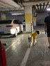 ISPET狗狗雨衣大型犬阿拉斯加金毛德牧巨貴護肚兜可調(diào)節(jié) 7XL 體重55-65斤犬種不同差異 曬單實拍圖