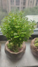 幼薇小葉赤楠盆景擺件 室內(nèi)綠植花卉盆栽老樁客廳辦公室桌面好養(yǎng)植物 小葉赤楠+蓮花盆+圓形底盤 帶盆栽好 曬單實(shí)拍圖