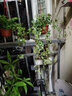 花友 常春藤盆栽垂吊蘭室內(nèi)陽臺長青藤蔓懸掛水培綠植物爬藤 200#吊盆(藤長60~80cm)×2盆套 含盆 曬單實拍圖