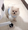 阿莫爾一斤茶杯犬秋冬款加厚可愛馬甲小奶貓小體比熊泰迪幼犬小奶狗衣服 藍色星星 XS 曬單實拍圖