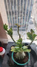 沙漠玫瑰盆栽四季開花重瓣大花多肉植物十色特大老樁耐旱耐高溫 十色十五年老樁帶花苞粗14-17CM 帶盆栽好 曬單實(shí)拍圖