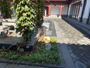 道輝戶(hù)外月球燈太陽(yáng)能庭院燈別墅過(guò)道防水草坪燈室外花園裝飾氛圍燈 太陽(yáng)能款-直徑50CM 曬單實(shí)拍圖