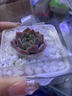 兩腿跑【送貨上門】教師節(jié)多肉植物帶盆桌面盆栽組合綠植花卉幼兒園盆栽 多肉禮袋2套(帶毛巾熊) 曬單實拍圖