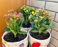 家中有果長(cháng)壽花重瓣花卉盆栽四季觀(guān)花植物 四季開(kāi)花盆栽帶花苞發(fā)貨 橘紅色菊戀帶花苞 不含盆 曬單實(shí)拍圖