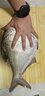 沃鼎王者神劍炮臺(tái)支架魚竿地插支架碳素釣魚架桿 3.0m大物版+鋁鎂后掛 曬單實(shí)拍圖